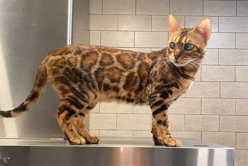 Bengal Cat