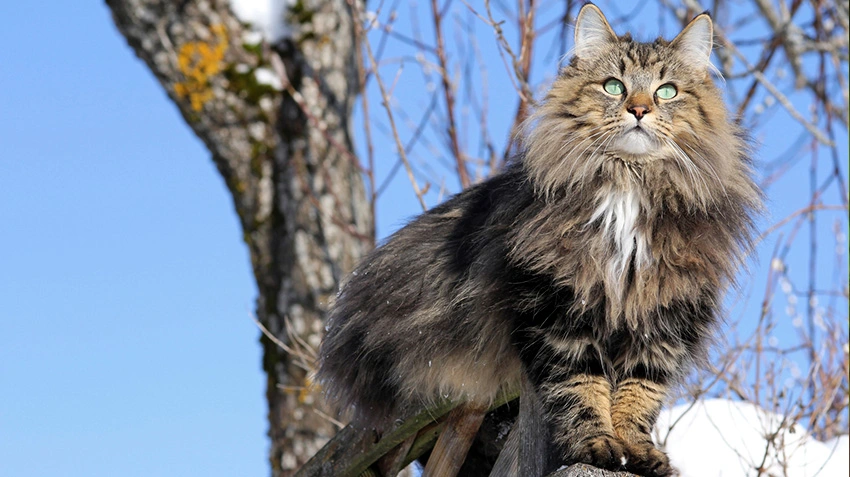 Norwegian Forest Cat