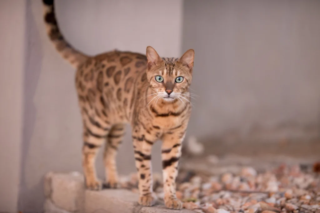 Savannah Cat