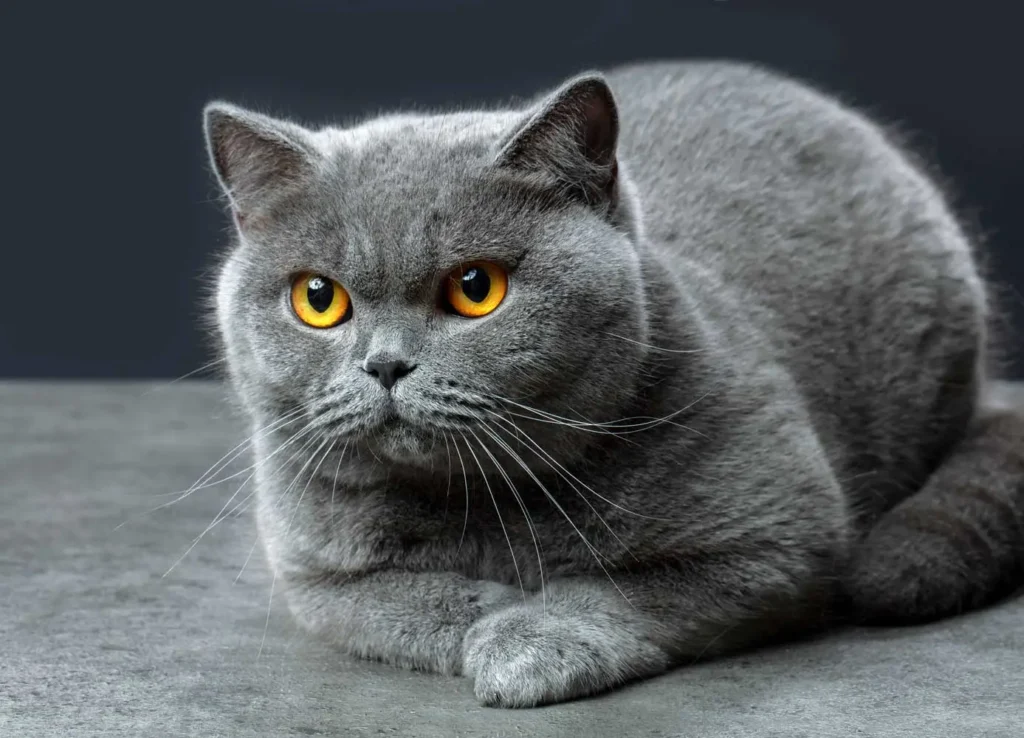 British Shorthair Cat