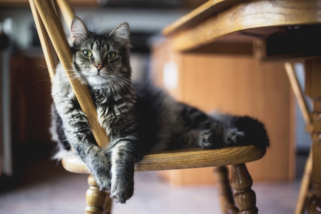 Maine coon cat