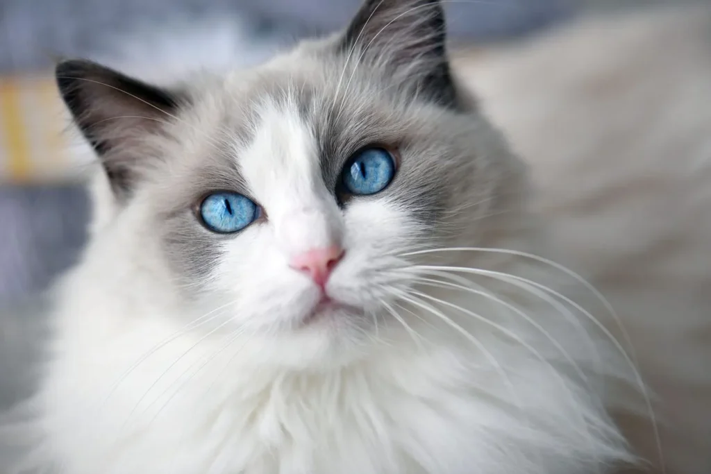 Ragdoll Cat