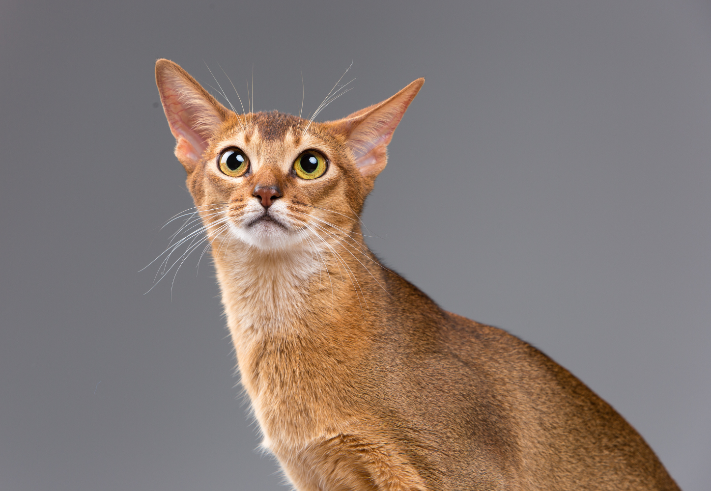 abyssinian cat