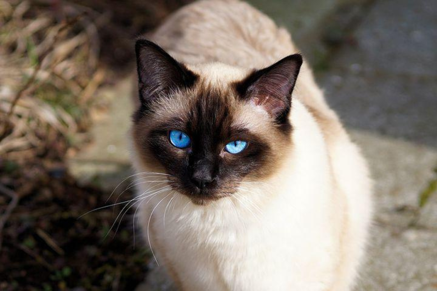 balinese cat