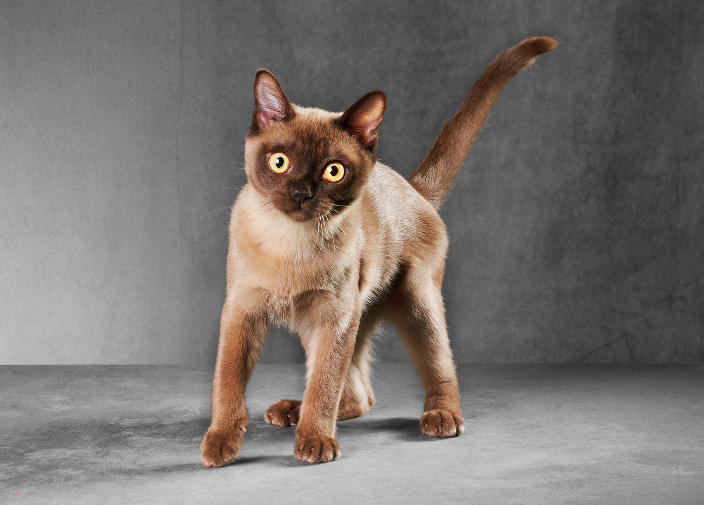 burmese cat