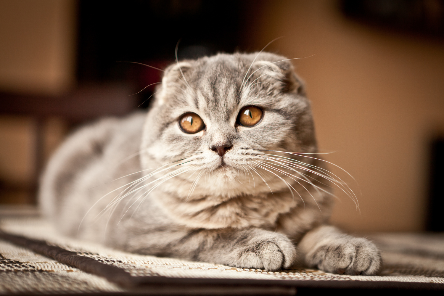 Scottish Fold