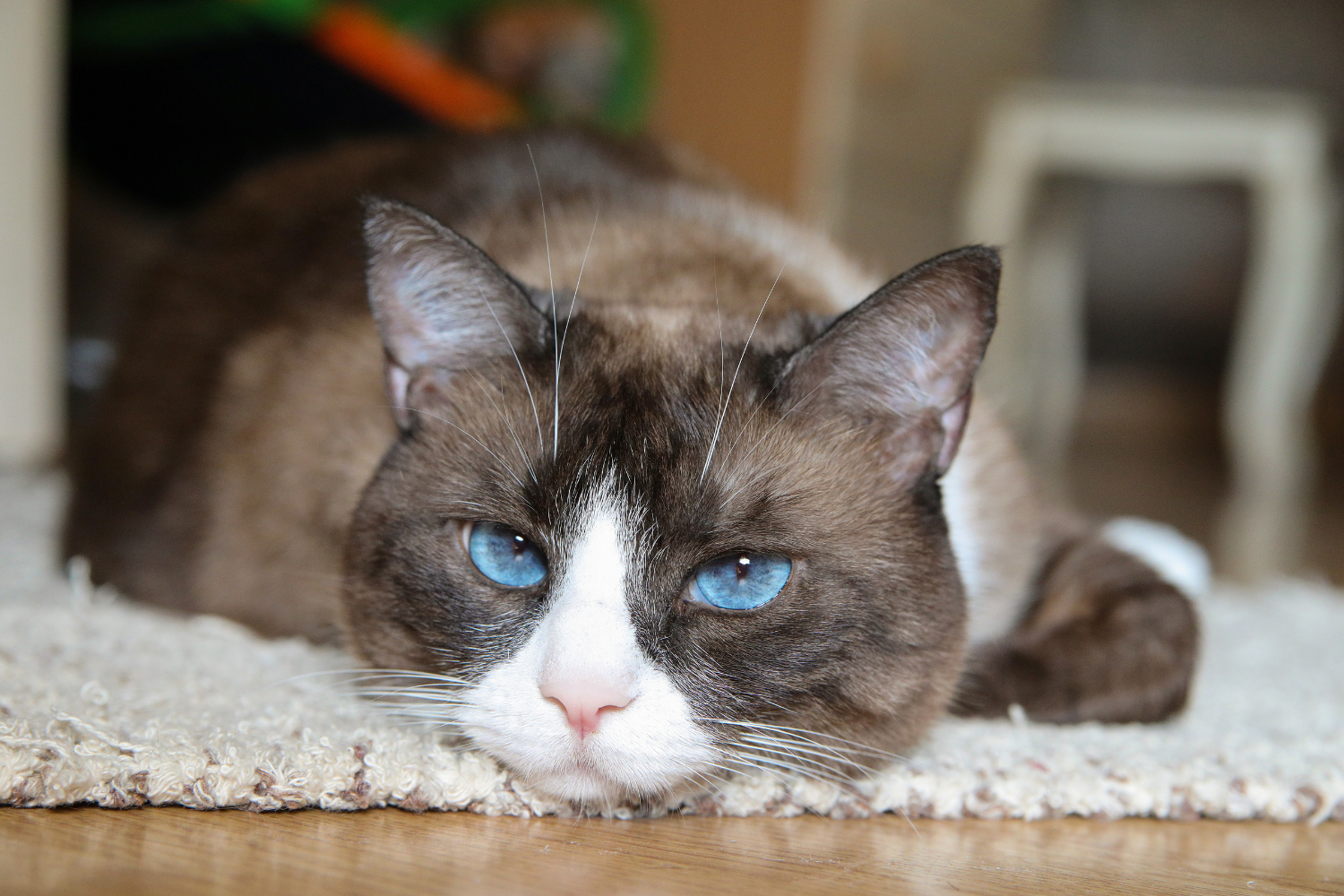 snowshoe cat