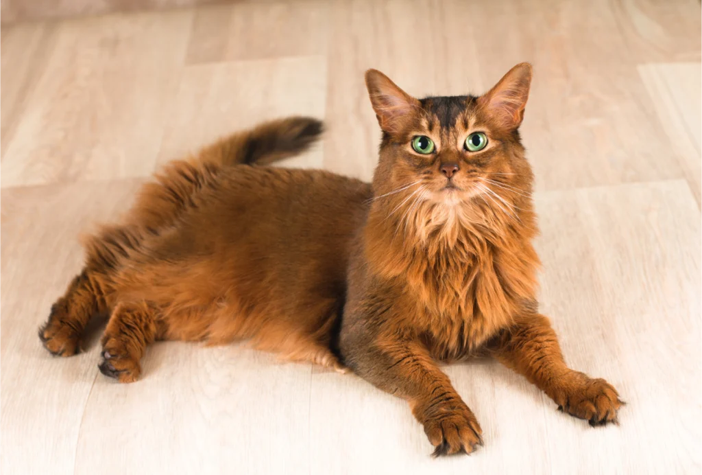 somali cat